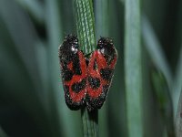 Cercopis vulnerata 6, Bloedcicade, Saxifraga-Rutger Barendse