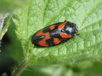 Cercopis vulnerata 7, Bloedcicade, Saxifraga-Rutger Barendse