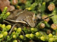 Chlorochroa pinicola 2, Saxifraga-Ab H Baas