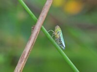 Cicadella viridis 16, Groene rietcicade, Saxifraga-Tom Heijnen