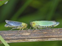 Cicadella viridis S06 #09318 : Cicadella viridis, Groene rietcicade, courtship