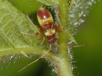 Closterotomus fulvomaculatus #07270 : Closterotomus fulvomaculatus, nymph