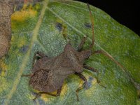 Coreus marginatus #04765 : Coreus marginatus, Zuringwants