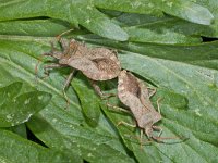 Coreus marginatus #01938 : Coreus marginatus, Zuringwants, copula