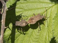 Coreus marginatus 24, Zuringrandwants, Saxifraga-Willem van Kruijsbergen