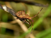 Coreus marginatus 3, Zuringrandwants, nymf, Foto Fitis-Sytske Dijksen