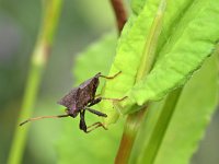 Coreus marginatus 33, Zuringrandwants, Saxifraga-Tom Heijnen