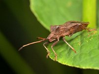 Coreus marginatus 34, Zuringrandwants, Saxifraga-Tom Heijnen