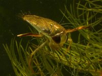 Corixa punctata, Lesser Water Boatman