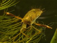 Corixa punctata 2, Gestippelde duikerwants, Saxifraga-Kees Marijnissen