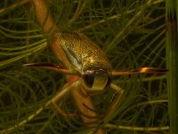 Corixa punctata 3, Gestippelde duikerwants, Saxifraga-Kees Marijnissen