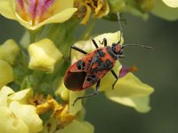 Corizus hyoscyami