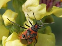 Corizus hyoscyami 2, Kaneelwants, Saxifraga-Rutger Barendse