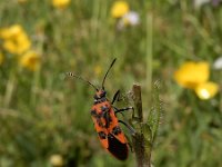 Corizus hyoscyami 3, Kaneelwants, Saxifraga-Ed Stikvoort