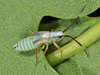 Cyllecoris histrionius