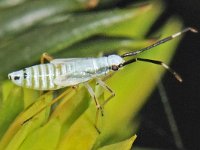 Cyllecoris histrionius 2, nymf, Saxifraga-Ab H Baas