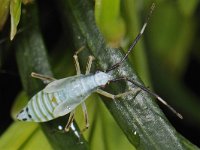 Cyllecoris histrionius 3, nymf, Saxifraga-Ab H Baas