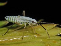 Cyllecoris histrionius 4, nymf, Saxifraga-Ab H Baas