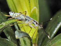 Cyllecoris histrionius 5, nymf, Saxifraga-Ab H Baas