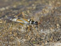 Cyllecoris histrionius #07133 : Cyllecoris histrionius