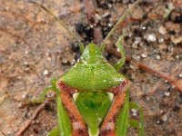 Cyphostethus tristriatus 2, Saxifraga-Ab H Baas