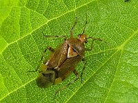 Deraeocoris flavilinea 2, Saxifraga-Ab H Baas