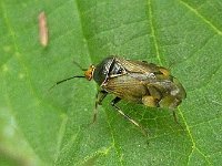 Deraeocoris flavilinea 3, Saxifraga-Ab H Baas