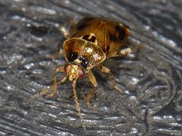 Deraeocoris lutescens