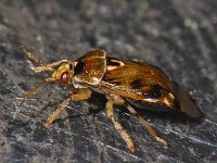 Deraeocoris lutescens #10203 : Deraeocoris lutescens