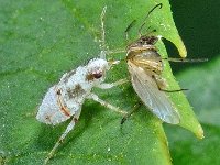 Deraeocoris lutescens 3, Saxifraga-Ab H Baas