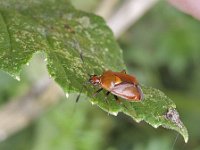 Deraeocoris ruber N0801 : Deraeocoris ruber