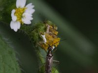 Dicyphus errans 2, Saxifraga-Rutger Barendse