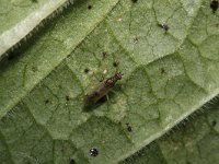 Dicyphus pallicornis 2, Saxifraga-Rutger Barendse