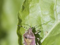 Dolycoris baccarum 10, Bessenwants, Saxifraga-Mark Zekhuis