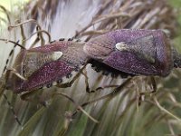 Dolycoris baccarum 11, Bessenwant, Saxifraga-Frank Dorsman  Elasmucha grisea, Berkenwants310711 Hillegom