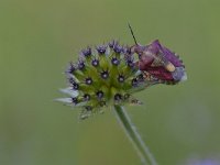 Dolycoris baccarum 13, Bessenwants, Saxifraga-Luuk Vermeer