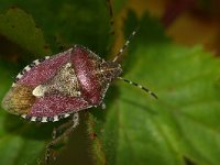 Dolycoris baccarum 2, Bessenwants, Foto Fitis-Sytske Dijksen