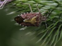 Dolycoris baccarum 3, Bessenwants, Saxifraga-Rutger Barendse