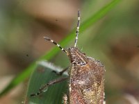 Dolycoris baccarum 4, Bessenwants, Saxifraga-Rutger Barendse