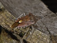 Dolycoris baccarum #04809 : Dolycoris baccarum, Bessenwants