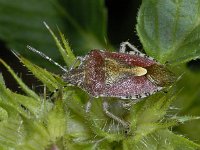 Dolycoris baccarum #03475 : Dolycoris baccarum, Bessenwants