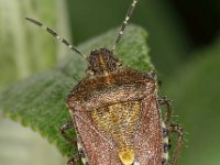 Dolycoris baccarum 7, Bessenwants, Saxifraga-Ab H Baas