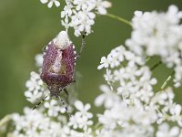 Dolycoris baccarum 9, Bessenwants, Saxifraga-Mark Zekhuis