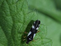 Dryophilocoris flavoquadrimaculatus 4, Saxifraga-Rutger Barendse