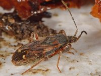 Eremocoris podagricus