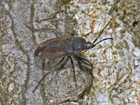 Eremocoris plebejus