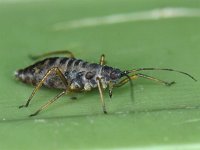 Bladluis spec #10436 : Aphids, Plant lice, Bladluis