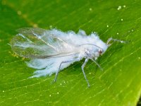 Euceraphis betulae 01, AHB  Euceraphis betulae Hardenberg op 24 mei 2015