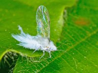 Euceraphis betulae 02, AHB  Euceraphis betulae Hardenberg op 24 mei 2015