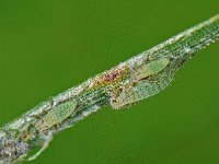 Eulachnus agilis 03, AHB  Eulachnus agilis, Spotted Green Pine Needle Aphid Boswachterij Hardenberg - Diffelerveld op 30 mei 2009 Zie ook http://influentialpoints.com/Gallery/Eulachnus agilis_Spotted_Green_Pine_Needle Aphid.htm